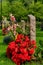 Row of gravestones with beautiful flowers