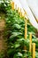 A row of green bushes of sweet pepper in a greenhouse