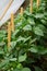 A row of green bushes of sweet pepper in a greenhouse