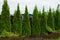 A row of green coniferous ornamental trees near a brown fence