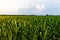 Row of Green Corn Under Blue Sky at sunrise / sunset