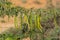 A row of Green Ghaf Tree prosopis cineraria peas in the sunshine in the desert sand of United Arab Emirates UAE with blue sky