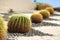 Row of green giant cacti. Outdoor landscape design