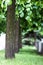 Row of green trees in park alley in spring with shallow depth of