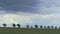 Row of green trees under clouds with rain impending at wind