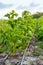 row of growing raspberries with drip irrigation. Growing berries and fruits on the farm