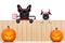 Row of halloween dogs