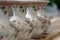 Row of hand painted white Delft pottery vases with floral details in Holland
