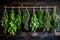 A row of hanging bunches of aromatic herbs like basil and mint, mediterranean food life style