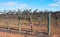 Row of Hedged Chardonnay Vines.