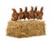 Row of hen standing on a straw bale in front of white background