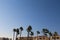 Row of high palm trees over tops of houses of the background of beautiful blue sky. Horizontal with copy space about