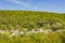 Row of houses in nature panorama in beautiful Croatia