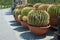 Row of Huge Golden Barrel Cactus or Echinocactus grusonii in temporary plastic pots in street flower shop