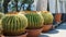 Row of Huge Golden Barrel Cactus or Echinocactus grusonii in temporary plastic pots in street flower shop