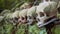 Row of human skulls on pedestal in Trunyan Cemetery - shallow depth of field