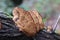 Row of inonotus tree fungus on damp tree trunk with copy space