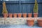 Row of large and small pots vases or containers for floristry, arranging and gardening -flowers, shrubs or trees in two growing a