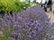 A row of lavender lining a path