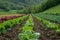 Row of Lettuce Plants Growing in Field