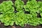 Row of lettuces grow in a farm