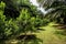 A row of lime tree planting in oil palm field