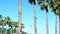 Row of long palm trees against a blue sky, soft focus, blurred background.