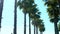 Row of long palm trees against a blue sky, soft focus, blurred background.