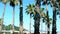 Row of long palm trees against a blue sky, soft focus, blurred background.