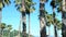 Row of long palm trees against a blue sky, soft focus, blurred background.