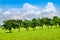 Row of lush green trees in road alley on sunny summer day with blue sky and white clouds