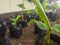 a row of lush plants in a small