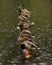 A row of Mallard ducks on a log in a pond in the rain