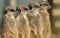 Row of Meerkats