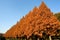 Row of Metasequoia trees