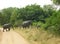 Row mother and baby African elephants crossing track National Park