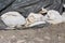 Row of new and old broken white sandbags holding thick dark nylon protection covering temporary flood protection wall