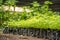 Row of newly planted trees encased in protective plastic bags to shield them from inclement weather.