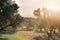 Row of olive trees in Morocco. Traditional plantation of olives tree. Mediterranean olive field. Cloudy sky with sun. Concept of a