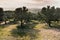 Row of olive trees in Morocco. Traditional plantation of olives tree. Mediterranean olive field. Cloudy sky with sun. Concept of a