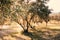 Row of olive trees in Morocco. Traditional plantation of olives tree. Mediterranean olive field. Cloudy sky with sun. Concept of a