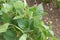 Row of organic soya bean plants and soil, closeup