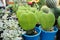 Row of ornamental cactus tree on Blue Flower Pot