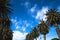 Row of palm trees against a blue sky, oasis