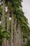 Row or palm trees in a botanical garden in Rio de Janeiro