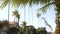 Row of palm trees, city near Los Angeles, California coast. Palmtrees by beach.