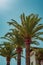 Row of Palm Trees in Front of  a Luxury  Mediterranean Villa