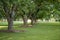 A row of pecan trees on a shady green lawn.