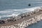 Row of Pelicans on the Rocks