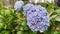 A row of perfectly blooming hydrangeas in delicate colors in a nature tourism area.